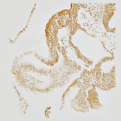 Immunohistochemistry of an E9.5 mouse embryo section labeled with DSHB antibody SUMO-1 21C7 against SUMO1. Image Credit: Richard P. Harvey, PMID: 21931855, Fig. 5E.